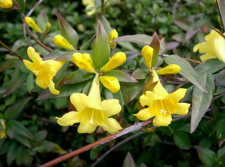 Жасмин кустарниковый Jasminum fruticans
