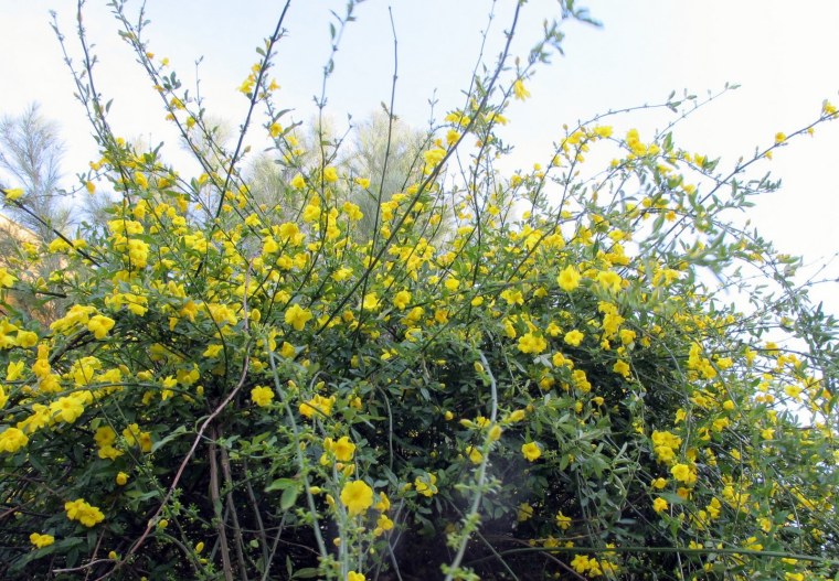 Jasminum mesnyi (Primrose Jasmine)