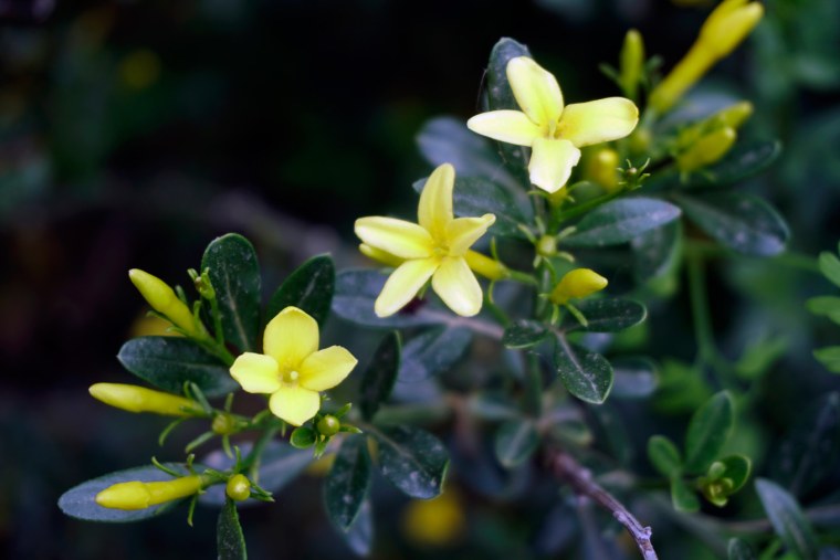 Жасмин кустарниковый Жасмин жёлтый