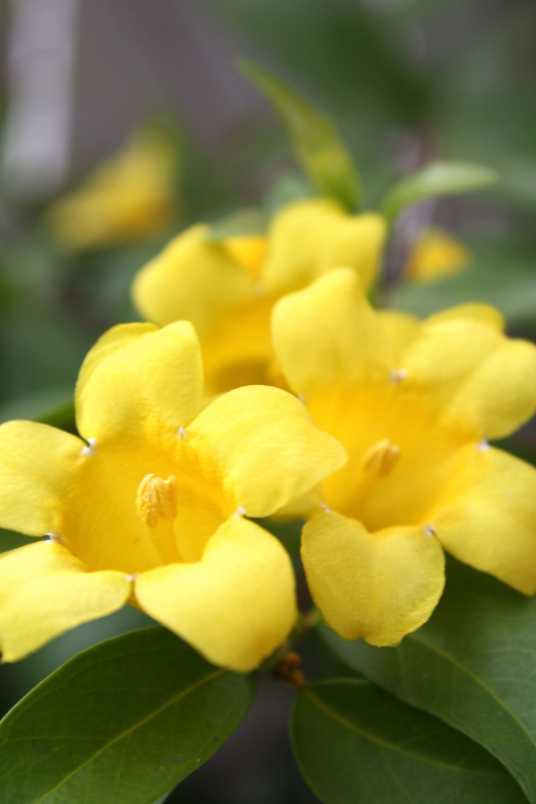 Жасмин голоцветковый с желтыми цветами