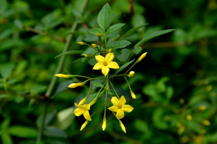 Итальянский жёлтый Жасмин