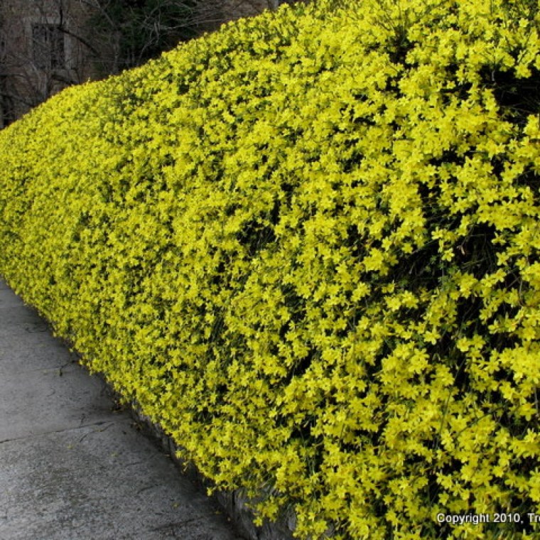 Жасмин голоцветковый желтый