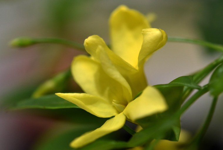 Jasminum Revolutum