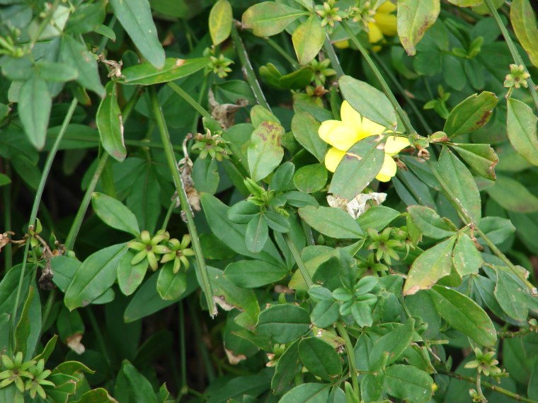 Jasmine (Japanese Singer)