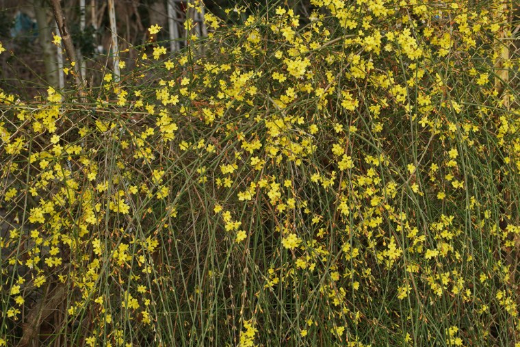 Жасмин зимний голоцветковый