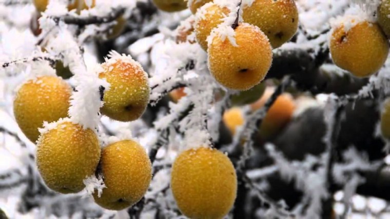 Дикая яблока зимой