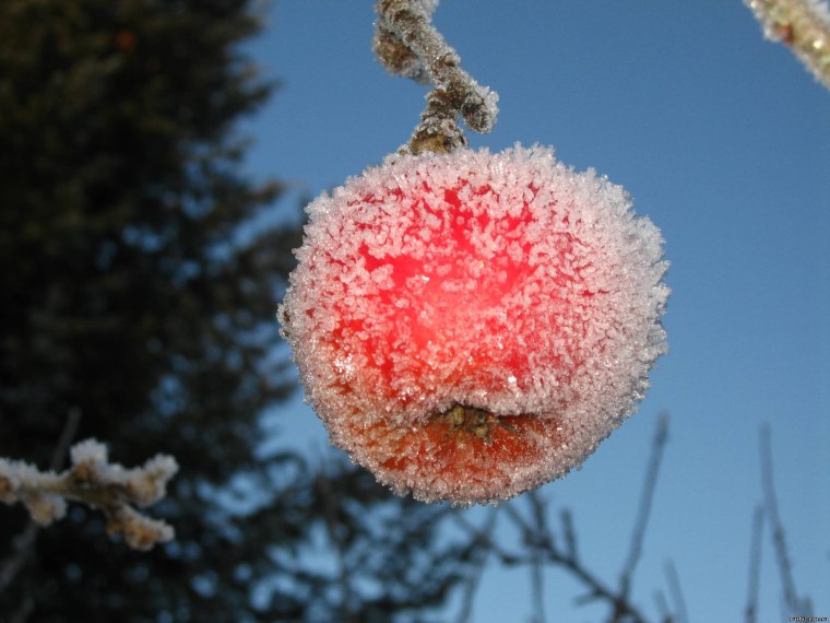 Морозное яблоко