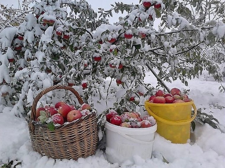 Яблоневый сад зимой