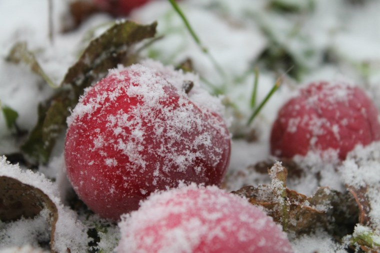 Яблоки в инее