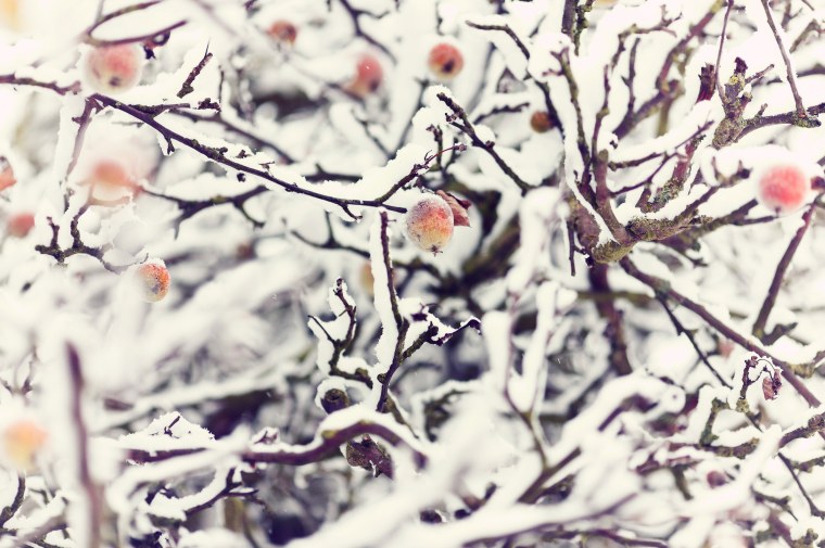 Яблоки на ветке в снегу