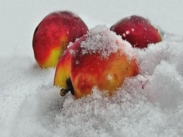 Фрукты под снегом