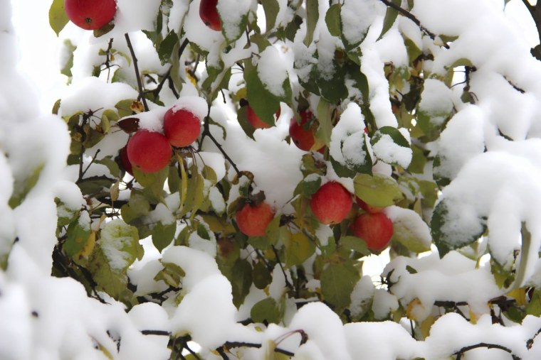 Яблоня под снегом