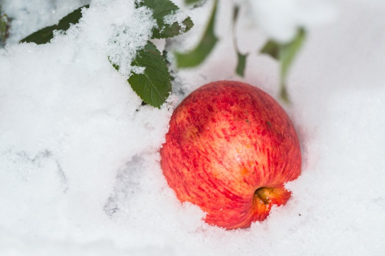 Зимние розовые яблоки