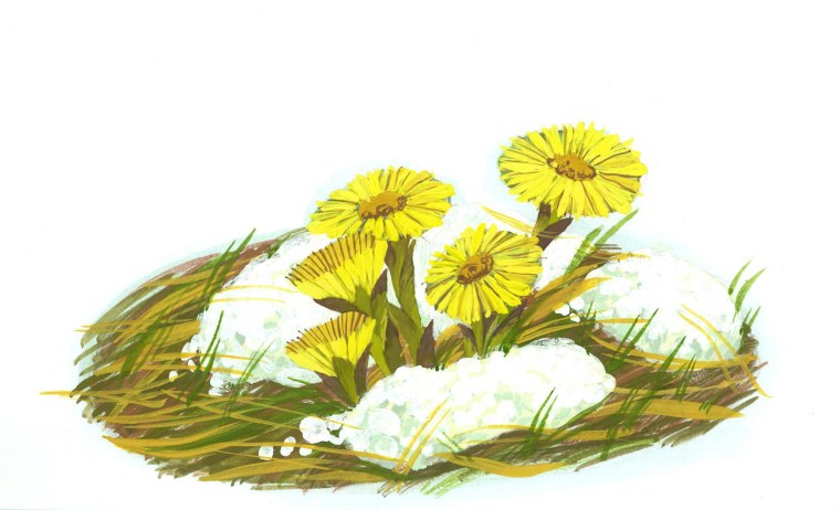 Трава мать-и-мачеха рисунок акварель