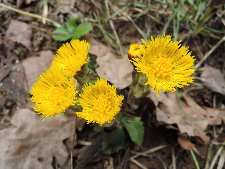 Желтые цветы мать и мачеха