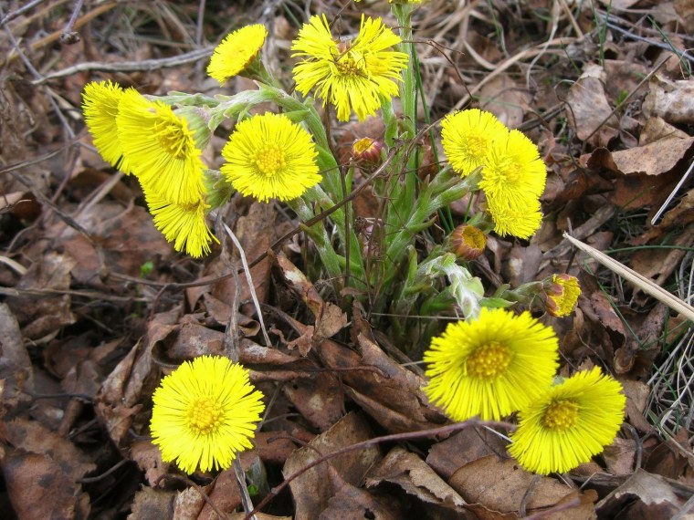 Цветы первоцветы мать и мачеха