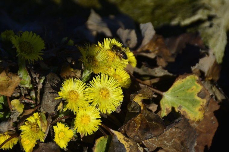 Мать и мачеха для волос