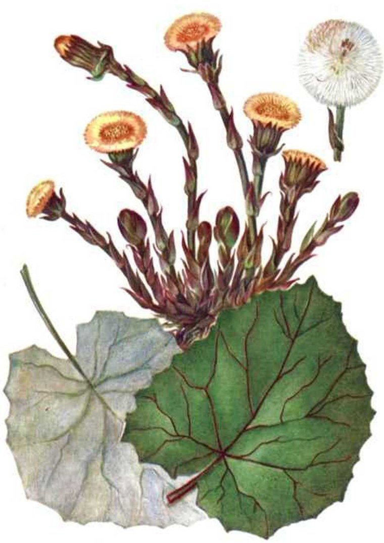 Листья мать и мачехи Фармакогнозия