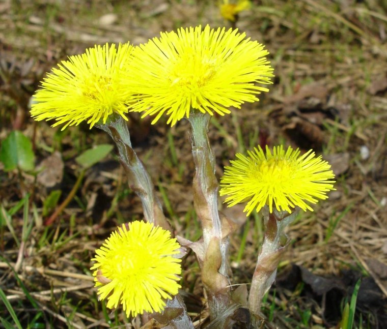 Мать и мачеха цветок