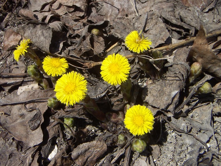 Мать-и-мачеха (250гр)