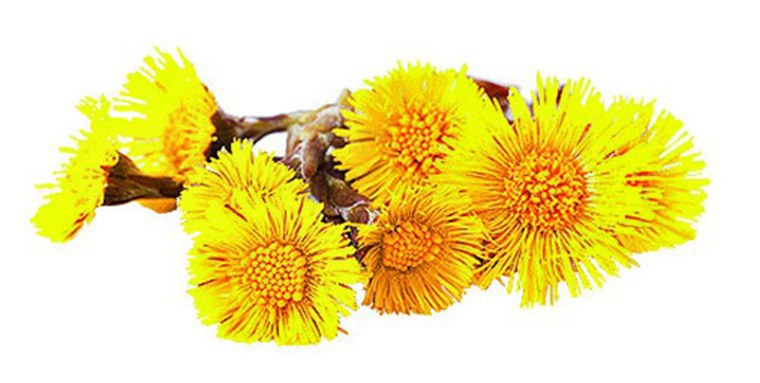 Мать и мачеха на белом фоне