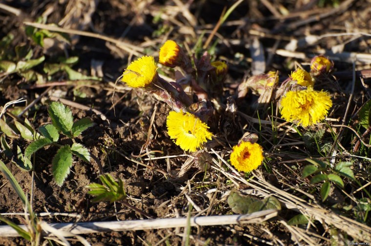 Мать и мачеха ареал