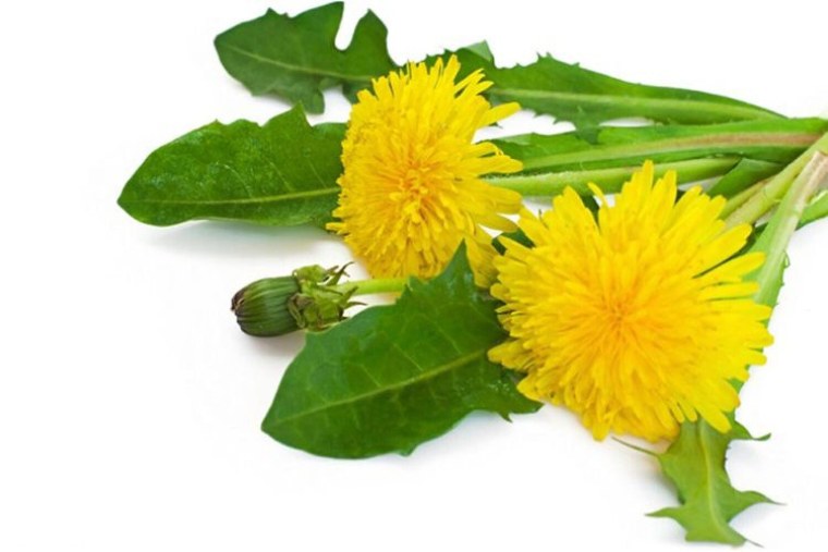 Экстракт одуванчика