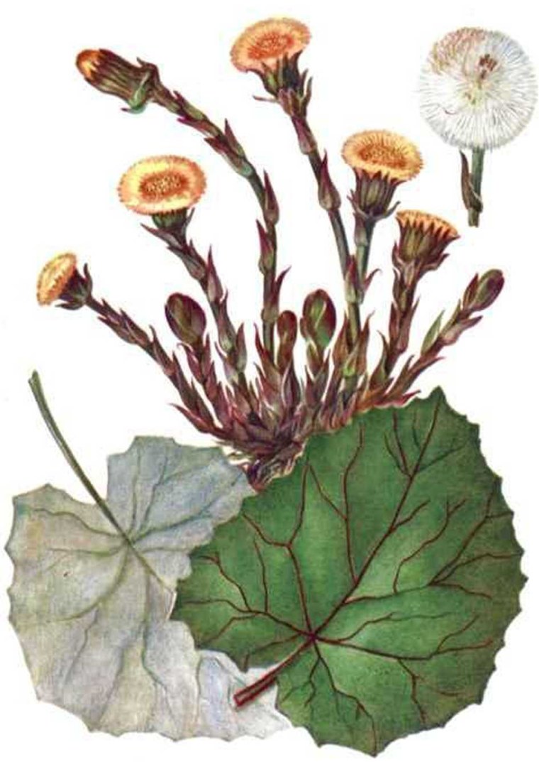 Мать и мачеха растение