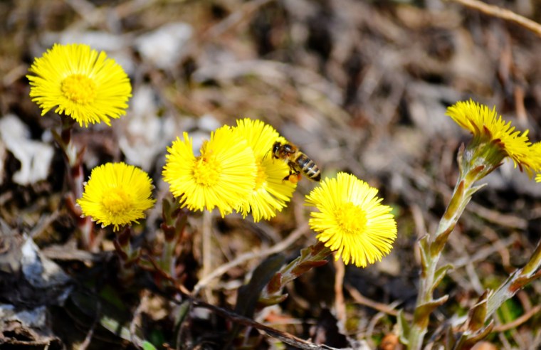 Желтые цветы мать и мачеха