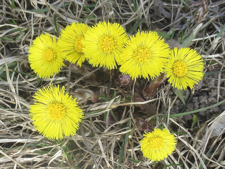 Первоцветы мать-и-мачеха