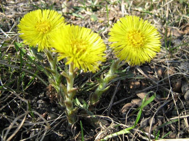 Мате мачеха