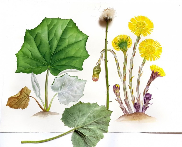 Мать-и-мачеха обыкновенная листья