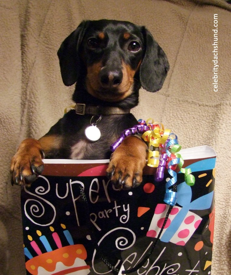 Открытки с таксами с днем рождения