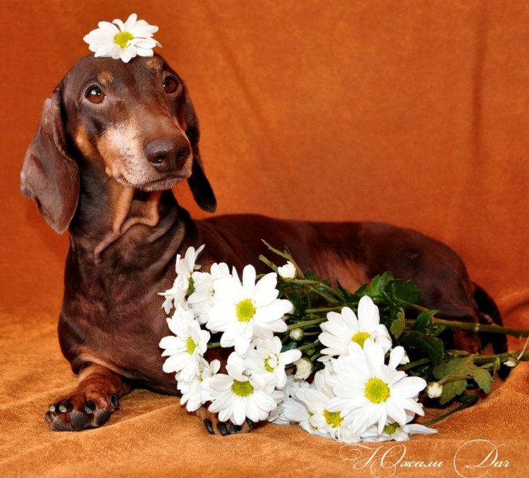 Шоколадная такса