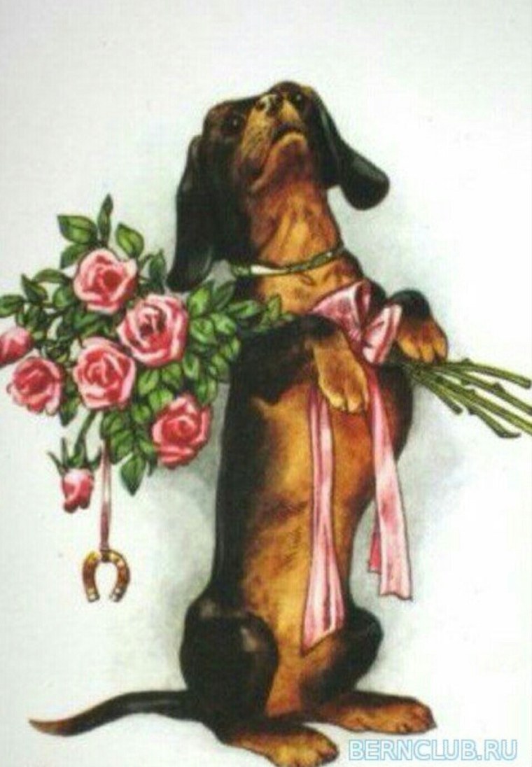 Такса с цветами