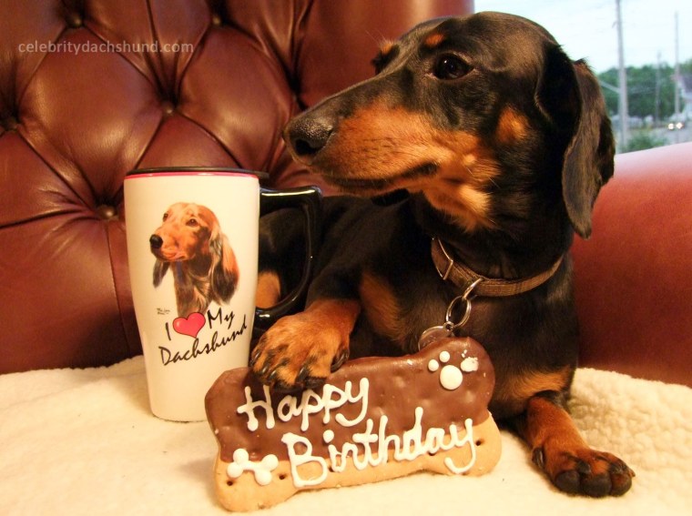 С днем рождения такса