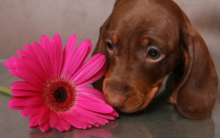 Такса с цветами