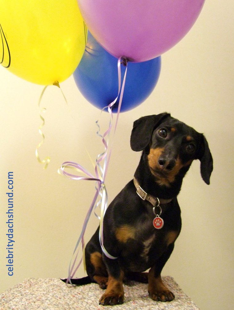 Такса поздравляет с днем рождения