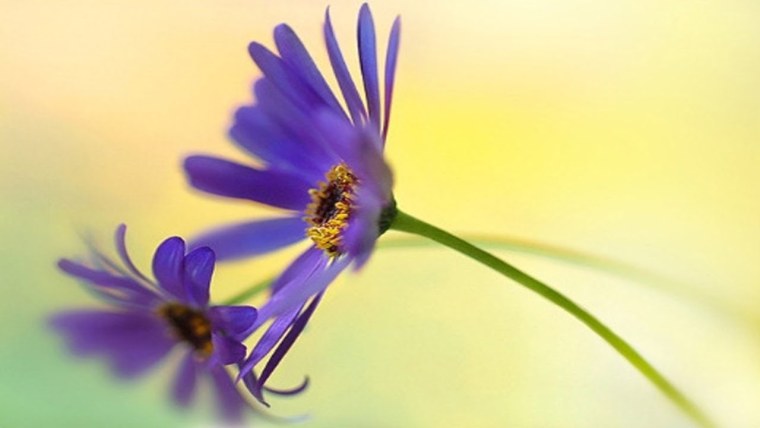 Пожелания счастья в стихах