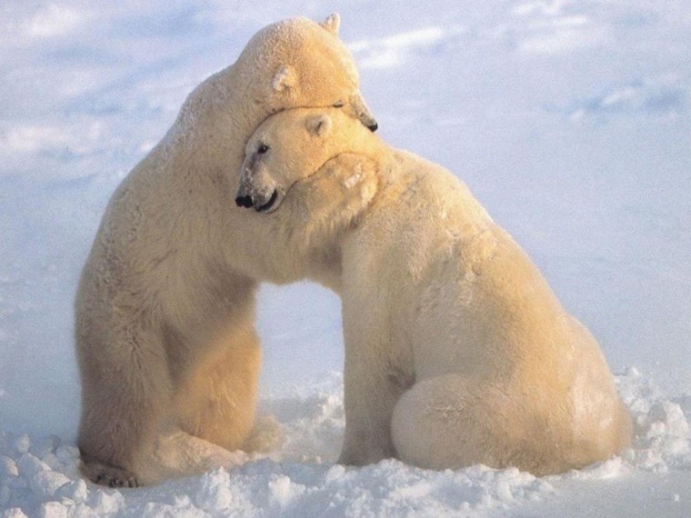 Доброе утро белый медведь