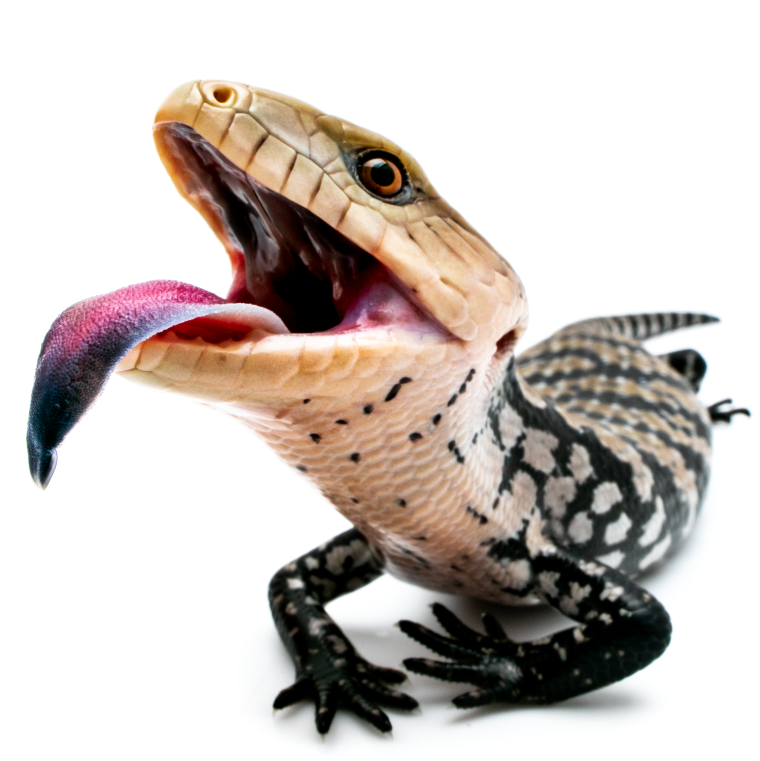 Сцинк синеязыкий гигантский