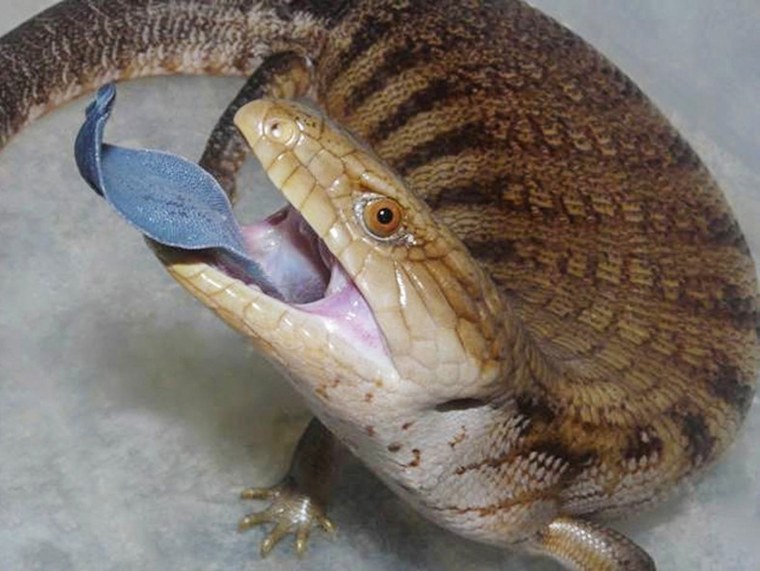 Тиликва ящерица