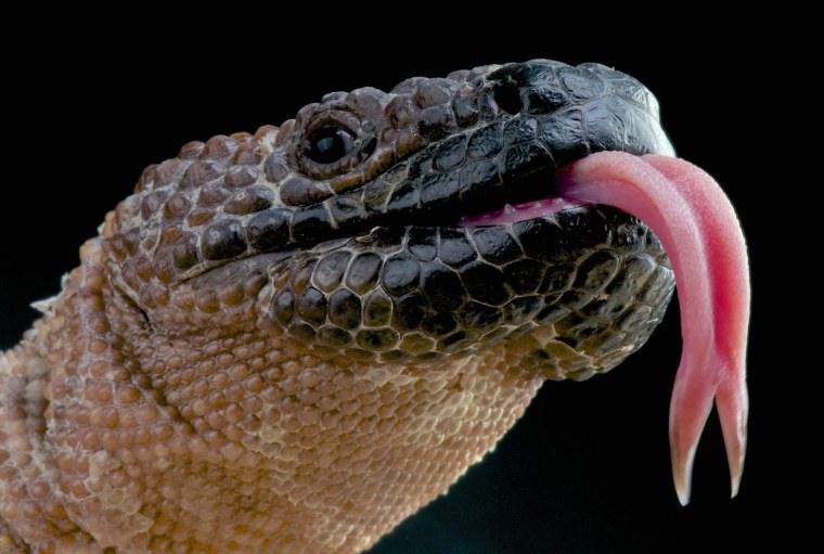 Язык ящерицы раздвоенный