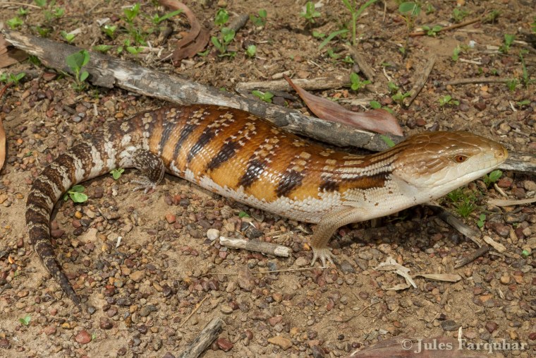 Синеязыкий сцинк Северный