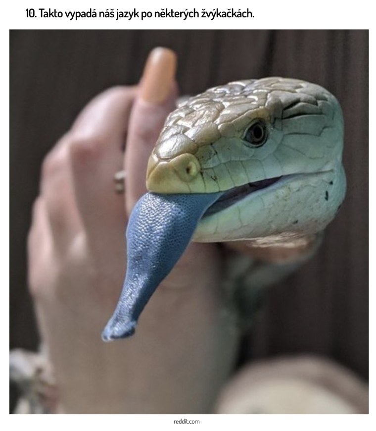 Синий язык сцинк