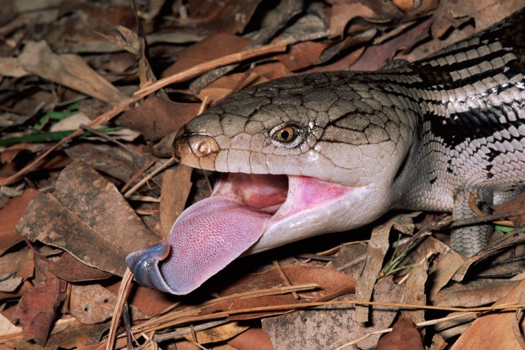 Розовоязыкий сцинк