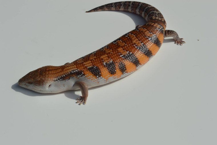 Огненный синеязыкий сцинк