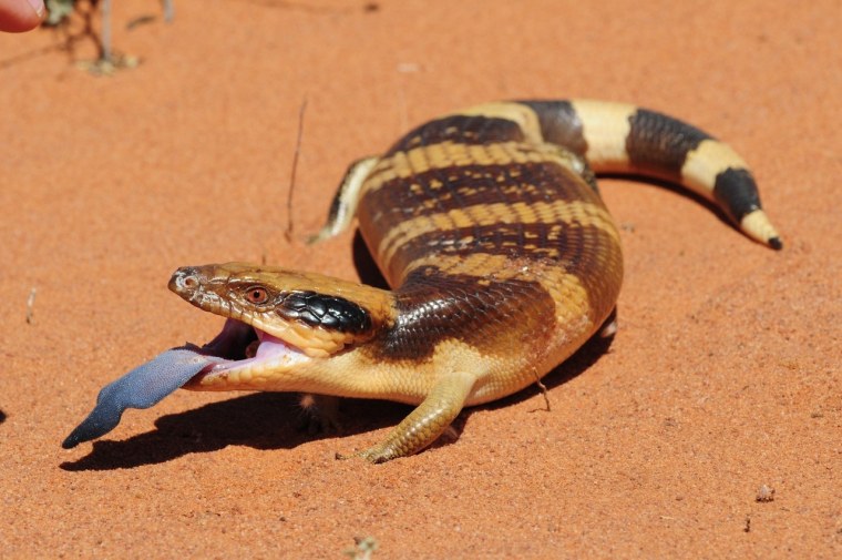 Западная тиликва