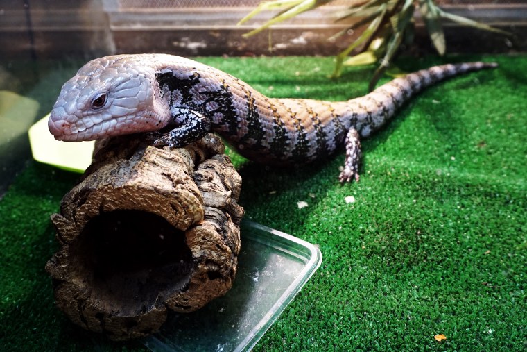 Ящерица сцинк синеязыкий