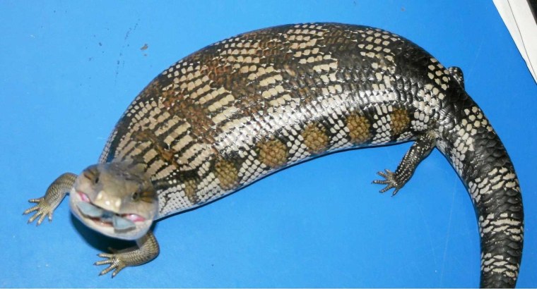 Сцинк синеязыкий гигантский